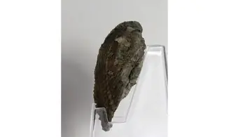 Trigonia elongata