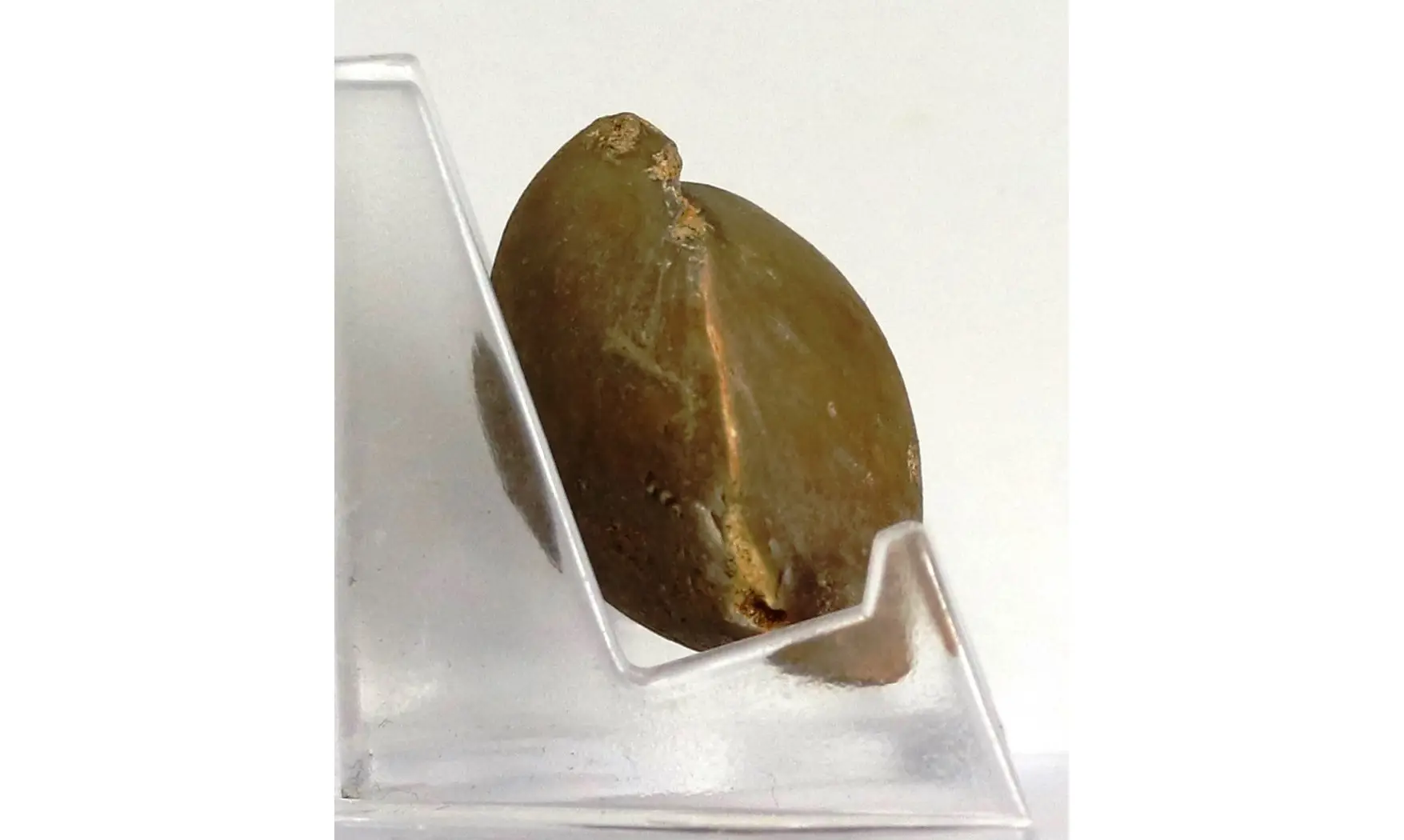 Postepithyris cincta