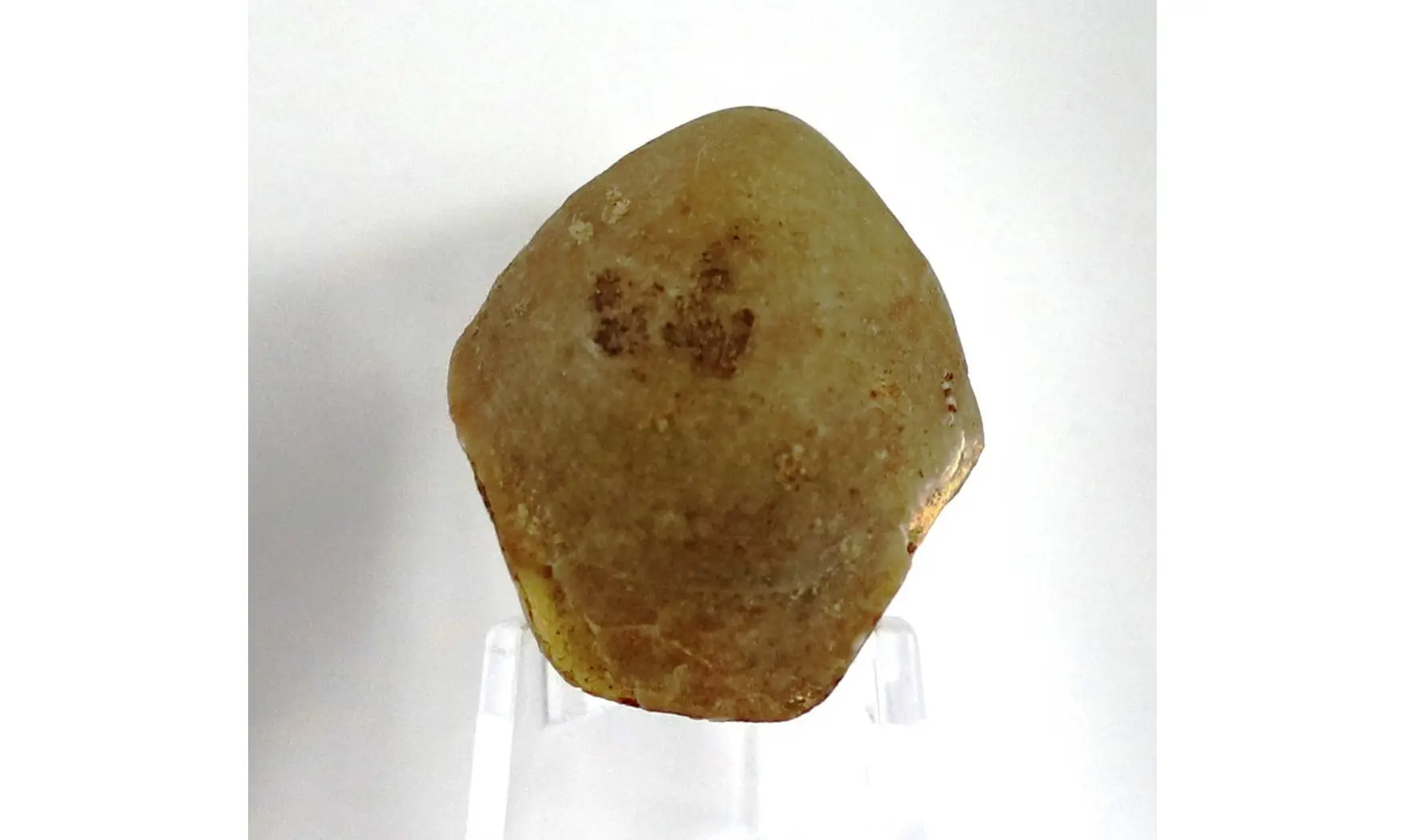 Postepithyris cincta