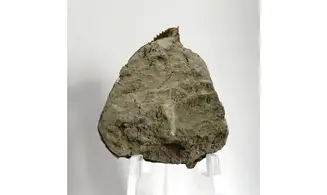 Trigonia costata