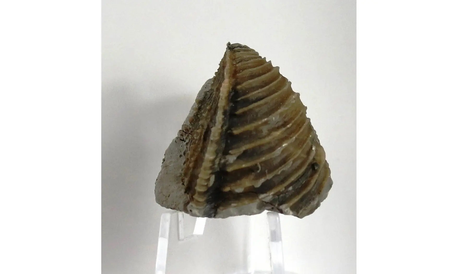 Trigonia costata