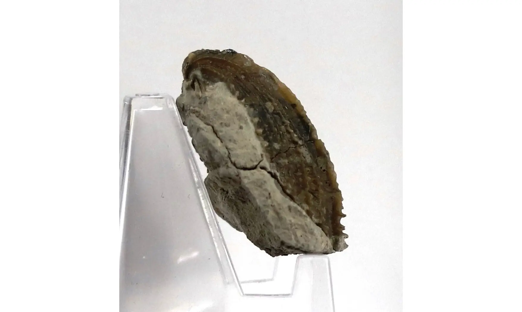 Trigonia costata