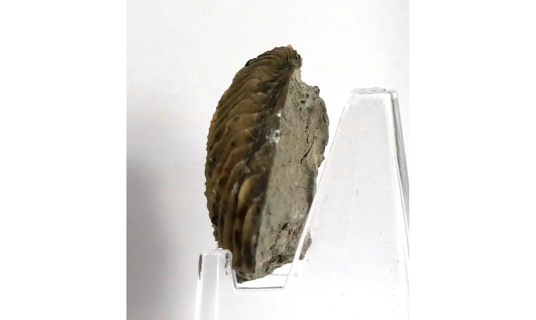 Trigonia costata