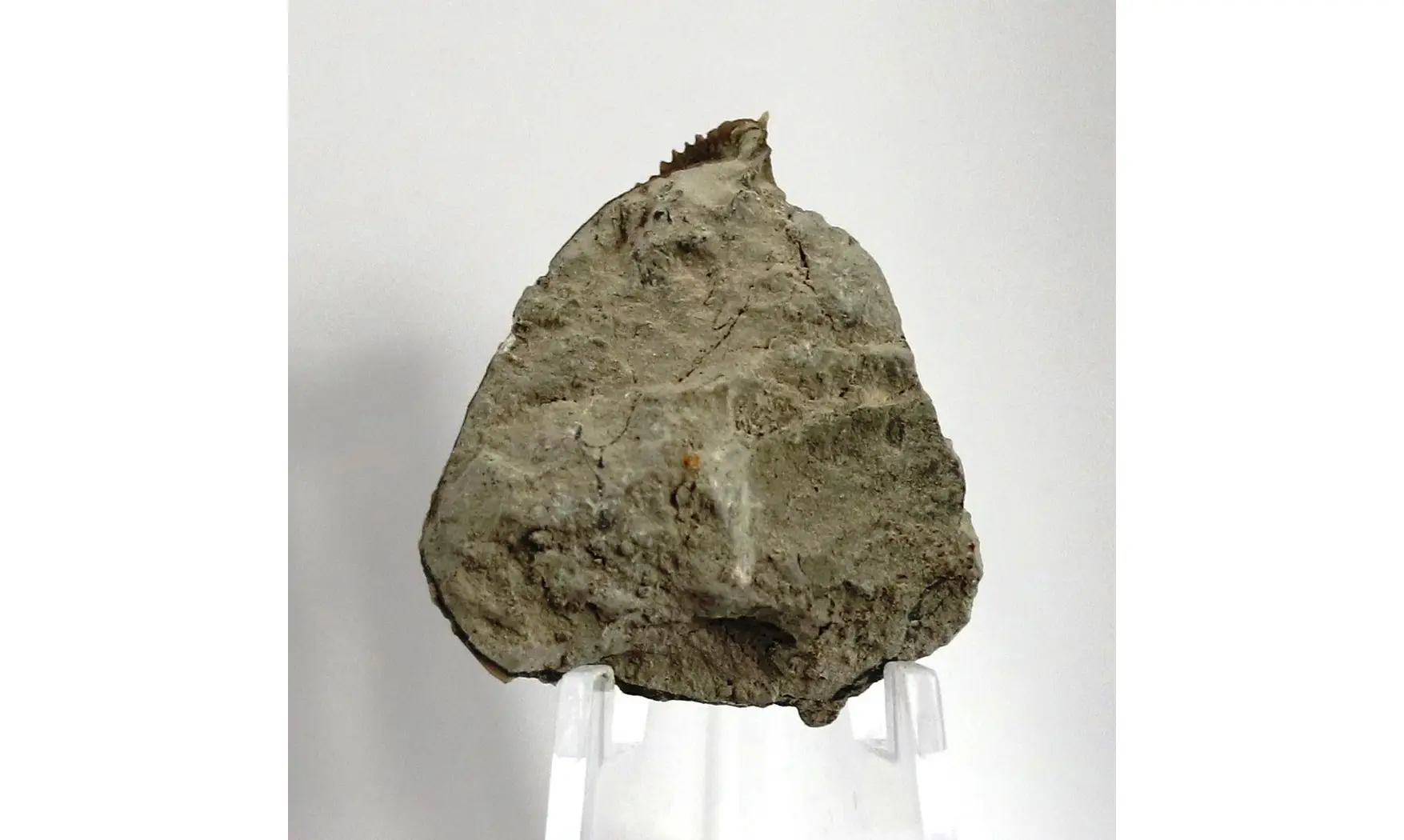 Trigonia costata