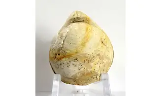 Boudeithyris diploplicata
