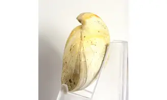 Boudeithyris diploplicata