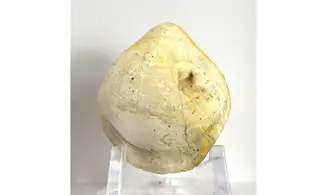 Boudeithyris diploplicata