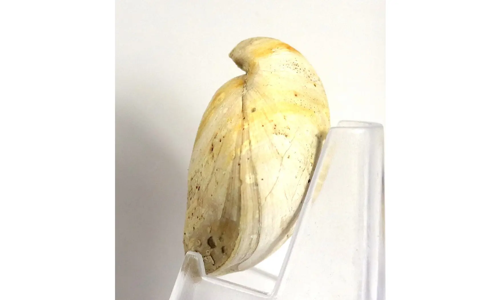 Boudeithyris diploplicata