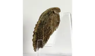 Trigonia costata
