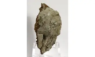 Trigonia costata