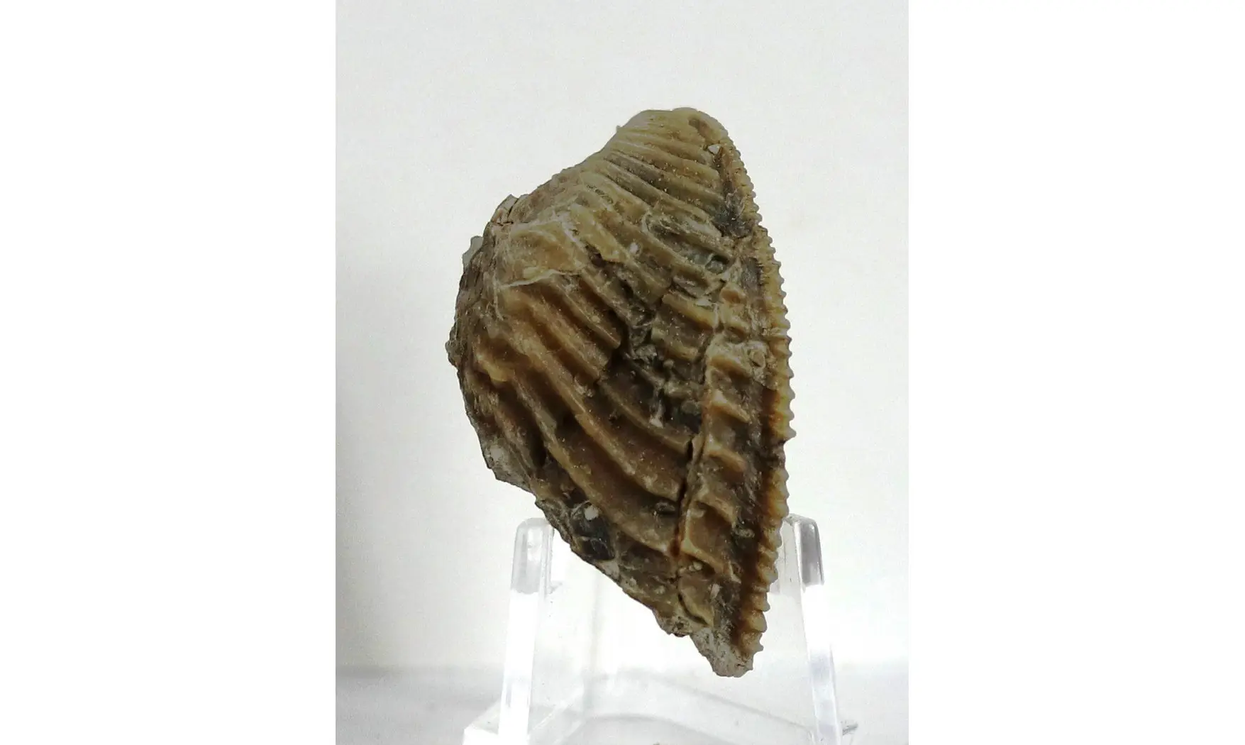 Trigonia costata