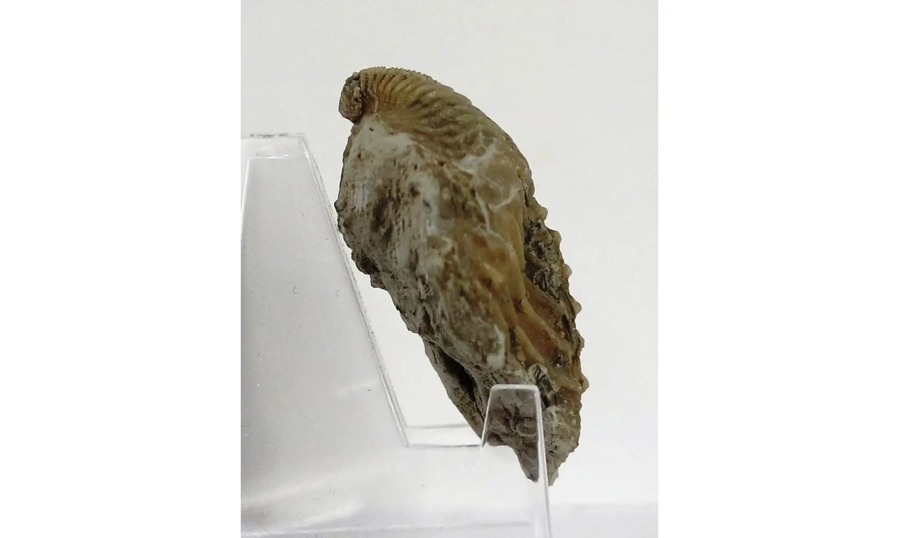 Trigonia costata