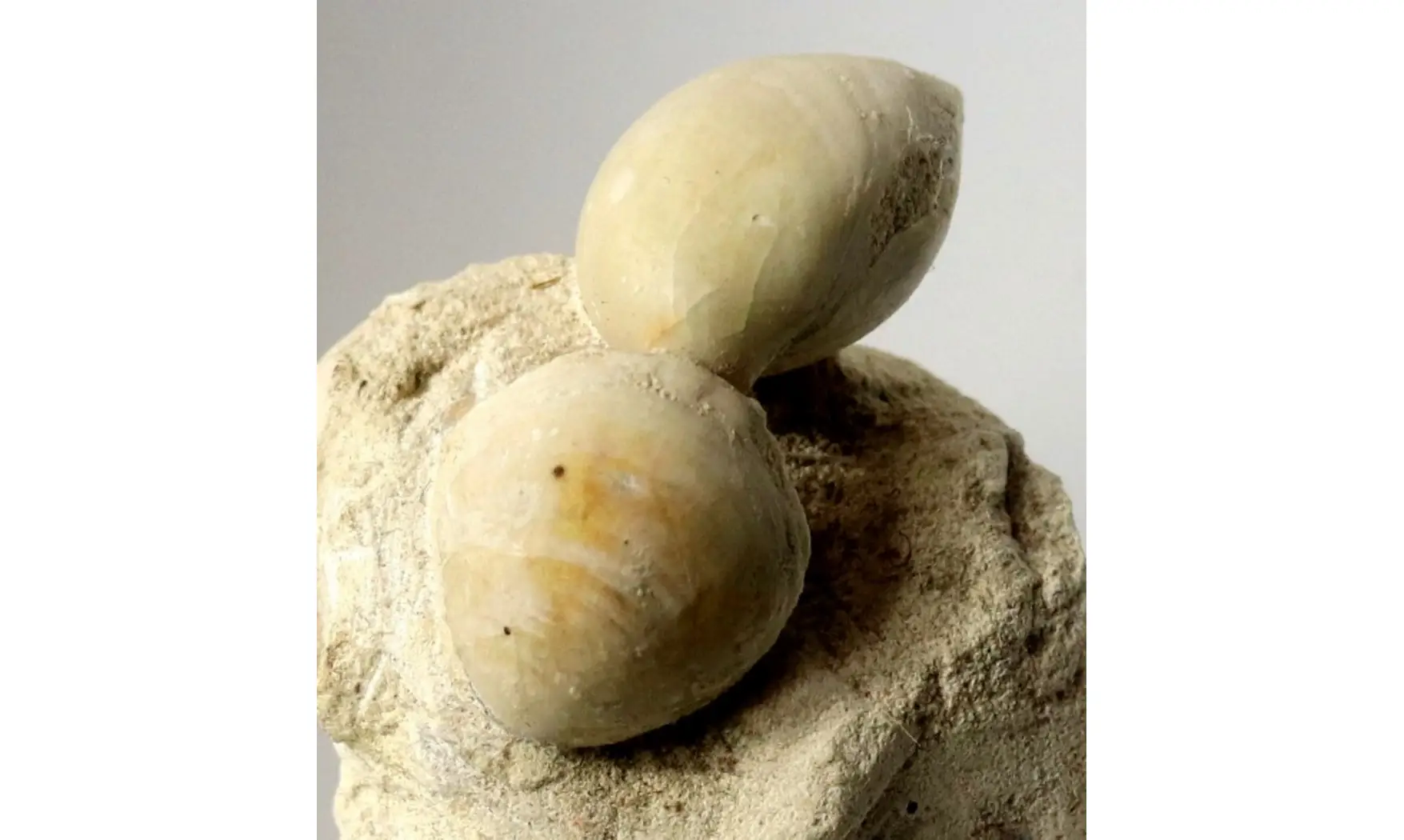 Boudeithyris diploplicata
