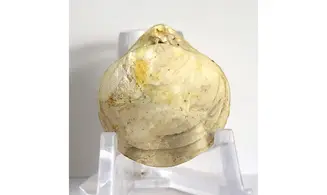 Boudeithyris diploplicata
