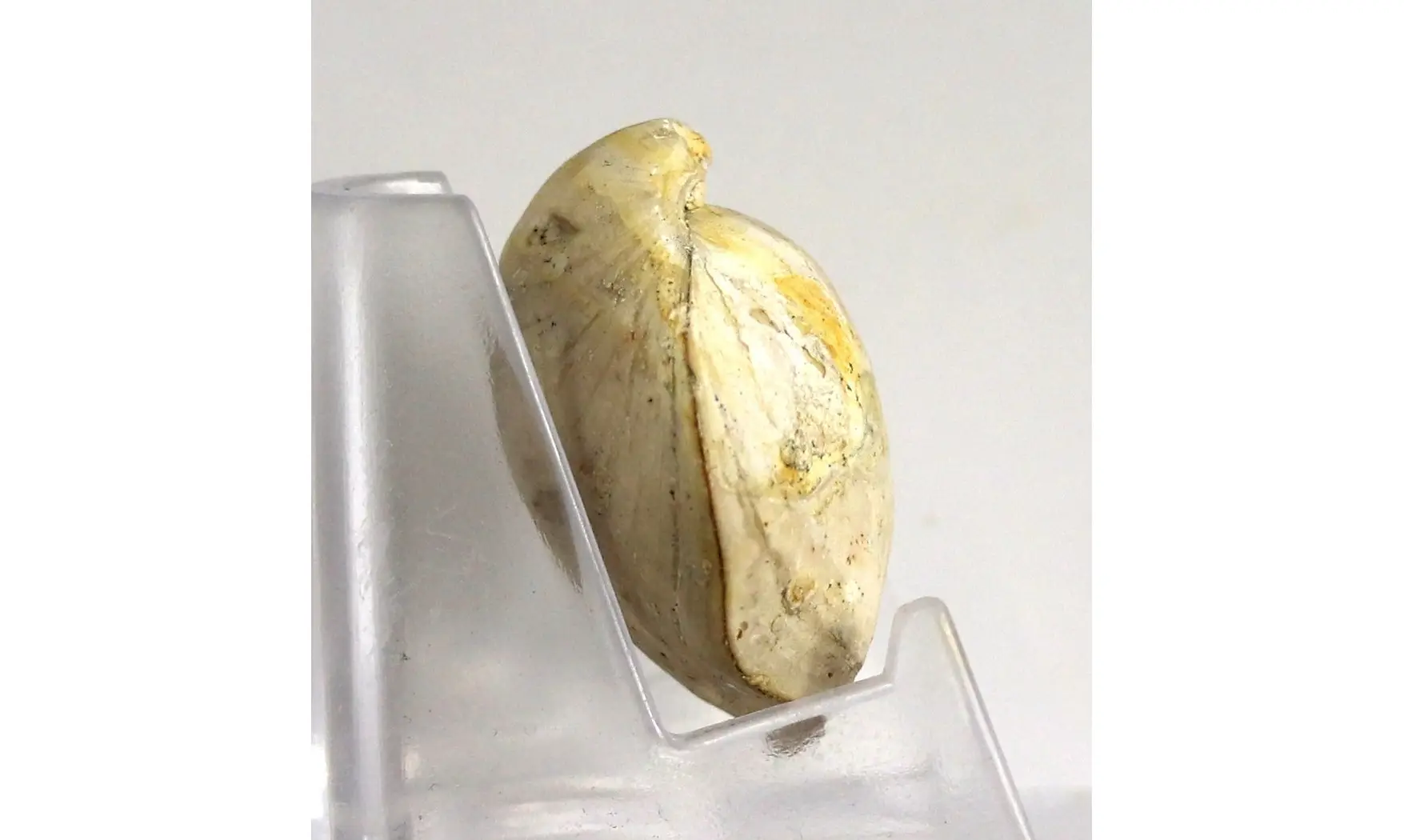 Boudeithyris diploplicata