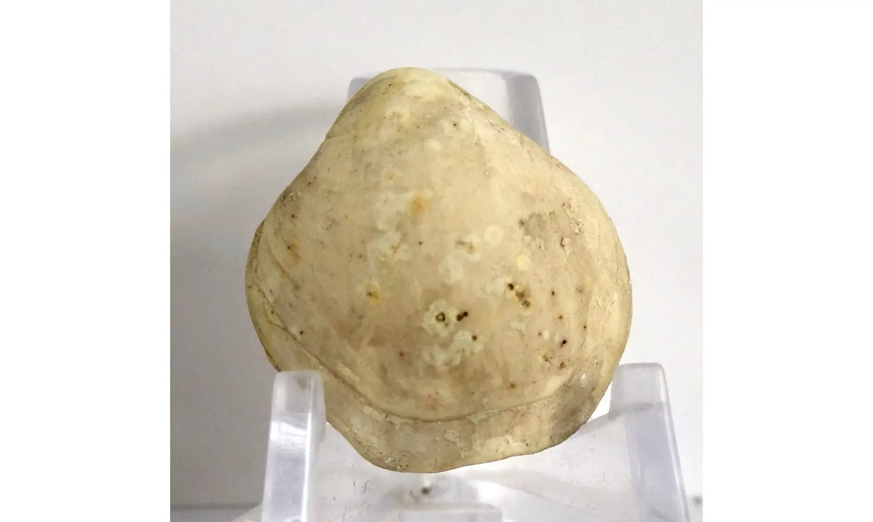Boudeithyris diploplicata