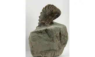 Linotrigonia fittoni