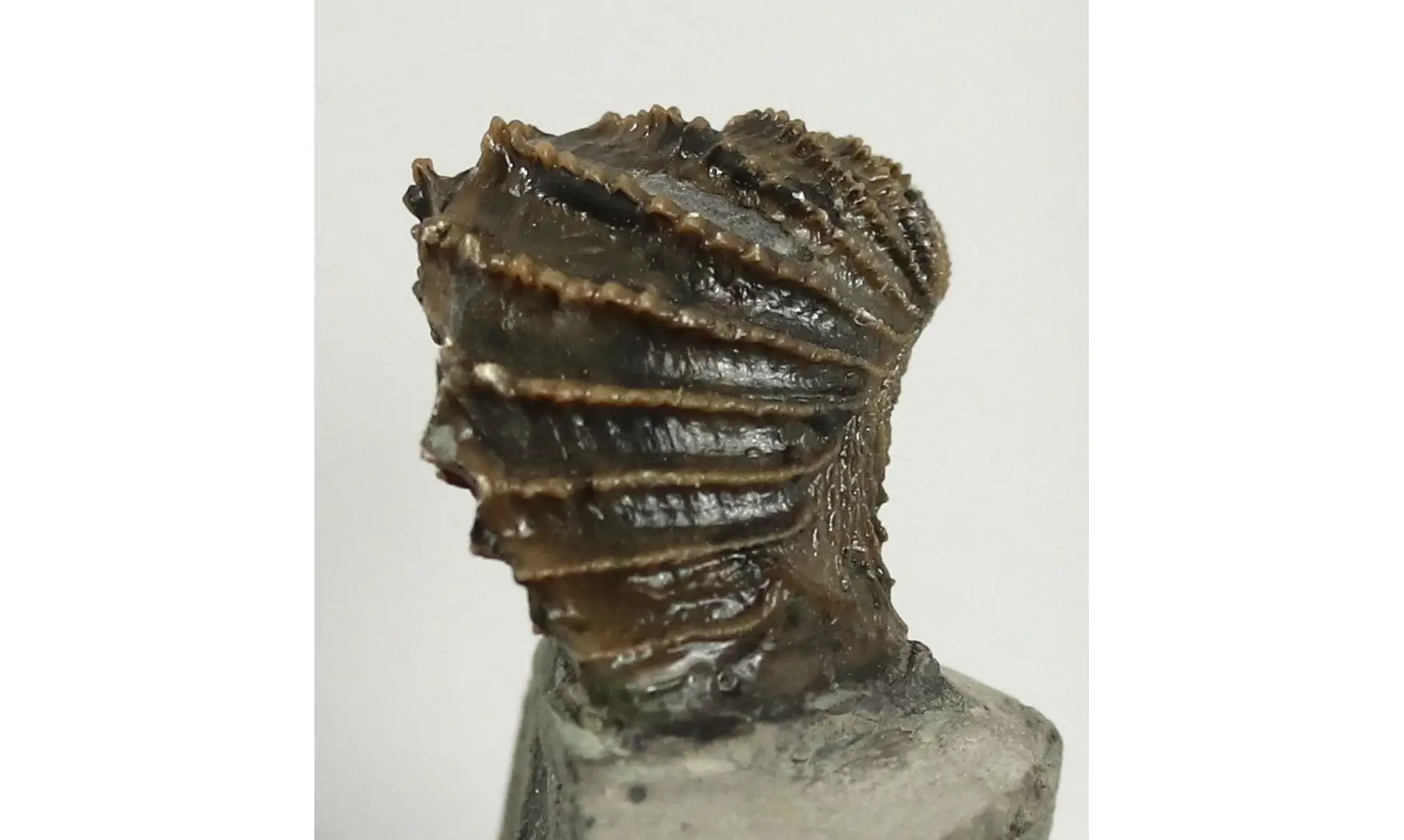 Linotrigonia fittoni