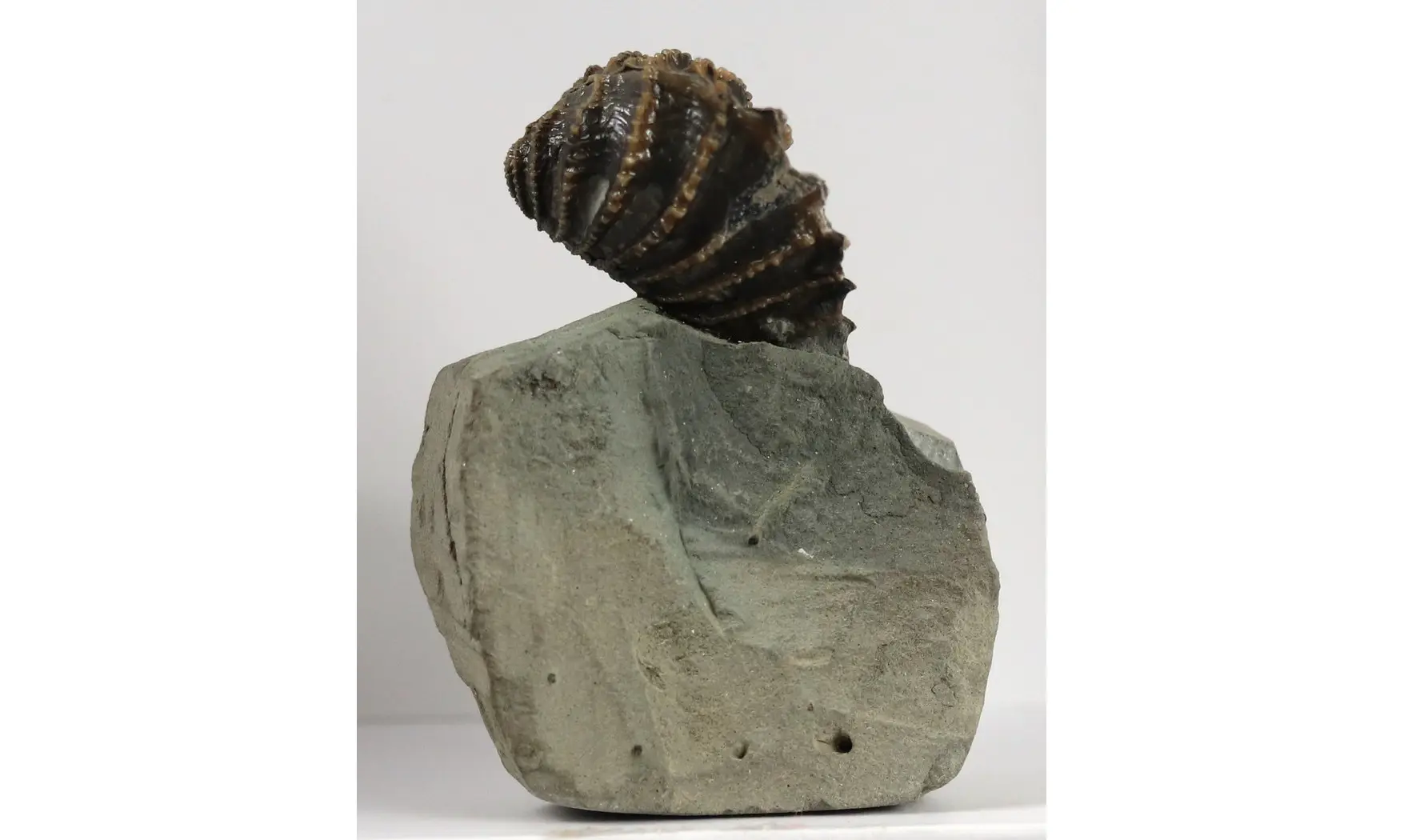 Linotrigonia fittoni