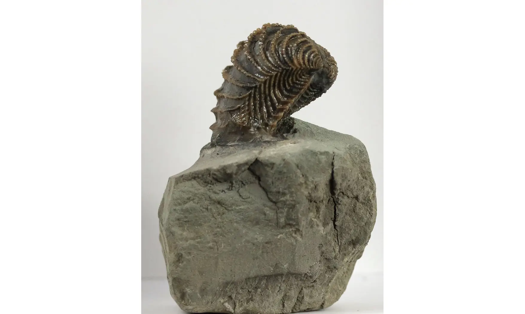Linotrigonia fittoni