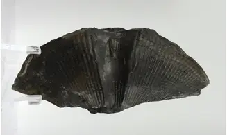 Cyrtospirifer grabaui