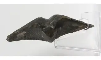 Cyrtospirifer grabaui