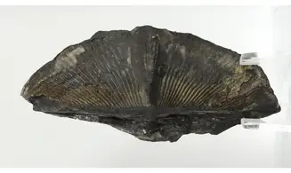 Cyrtospirifer grabaui