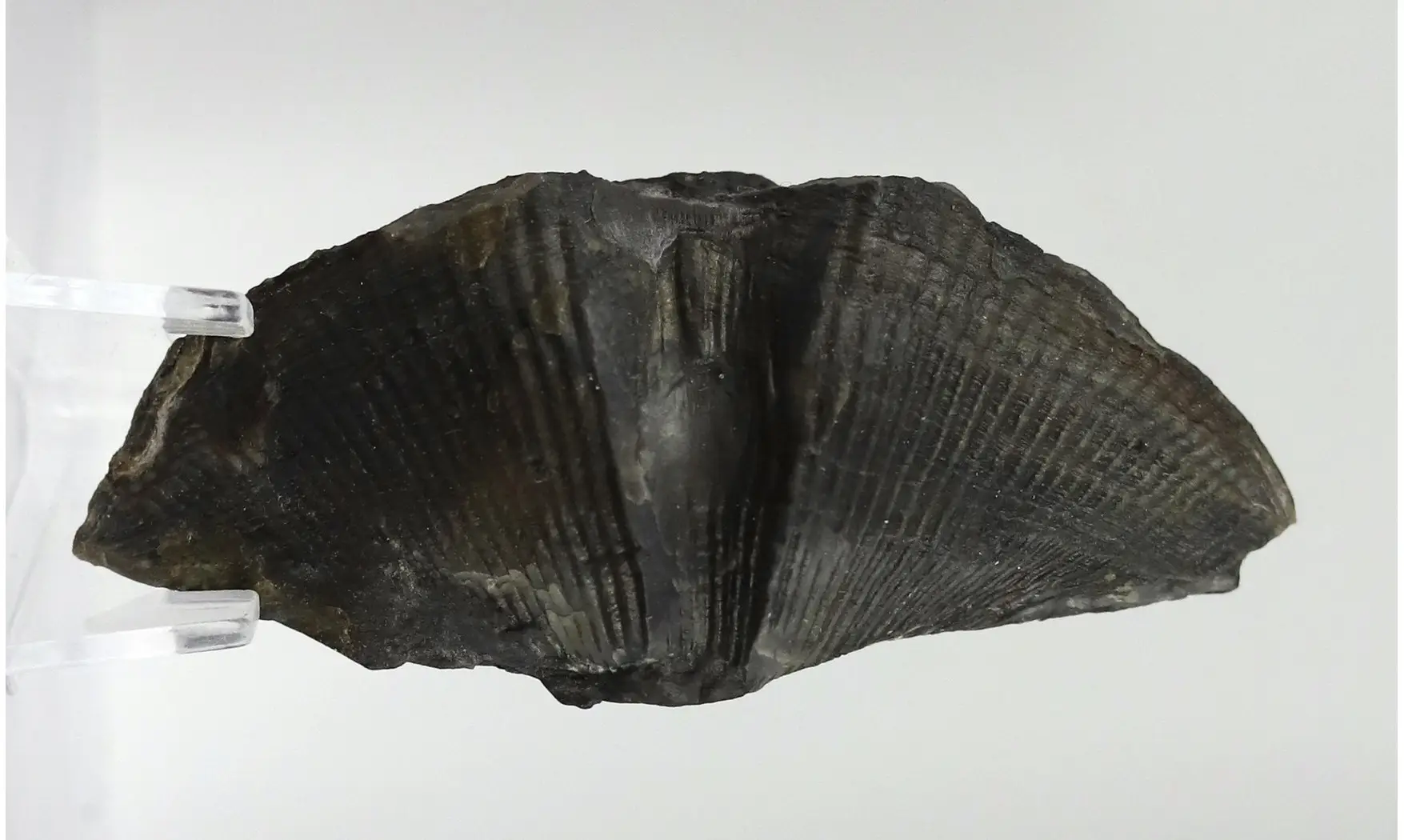 Cyrtospirifer grabaui
