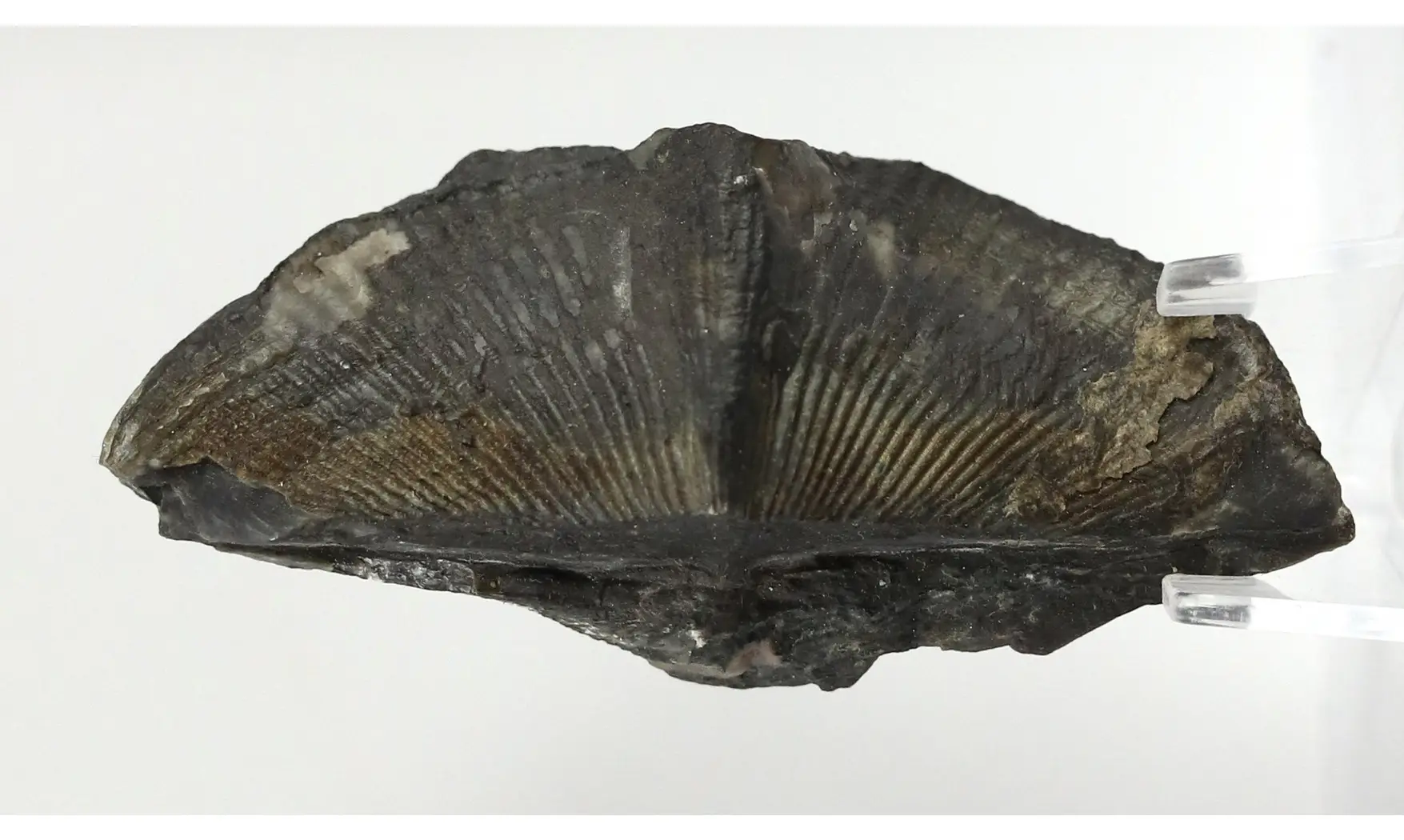 Cyrtospirifer grabaui