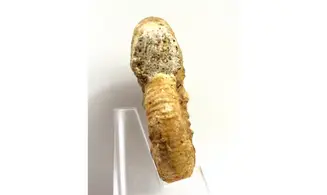 Flabellia villanyensis