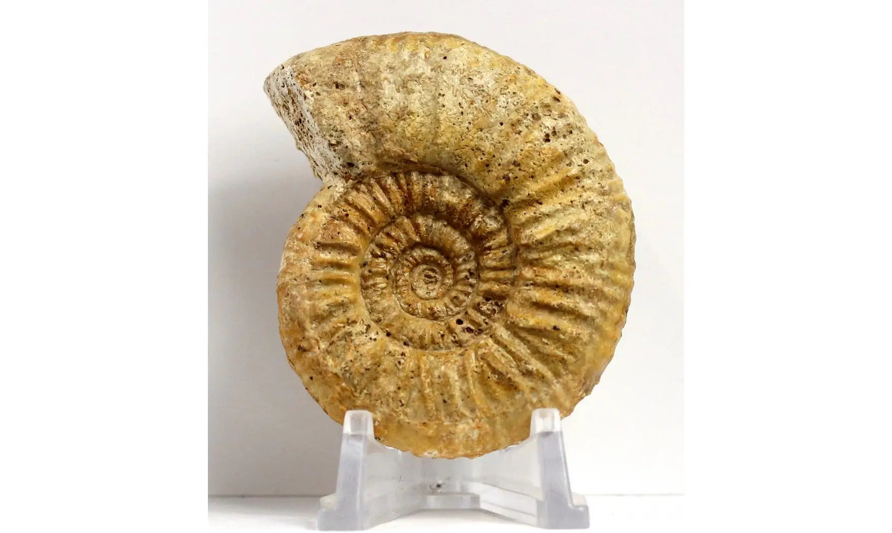Flabellia villanyensis