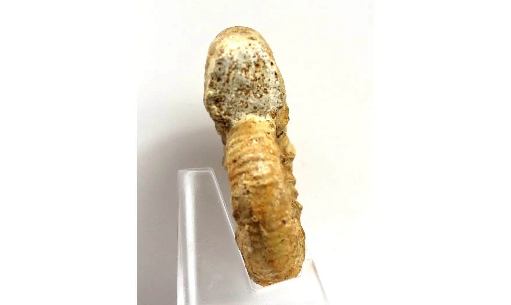 Flabellia villanyensis