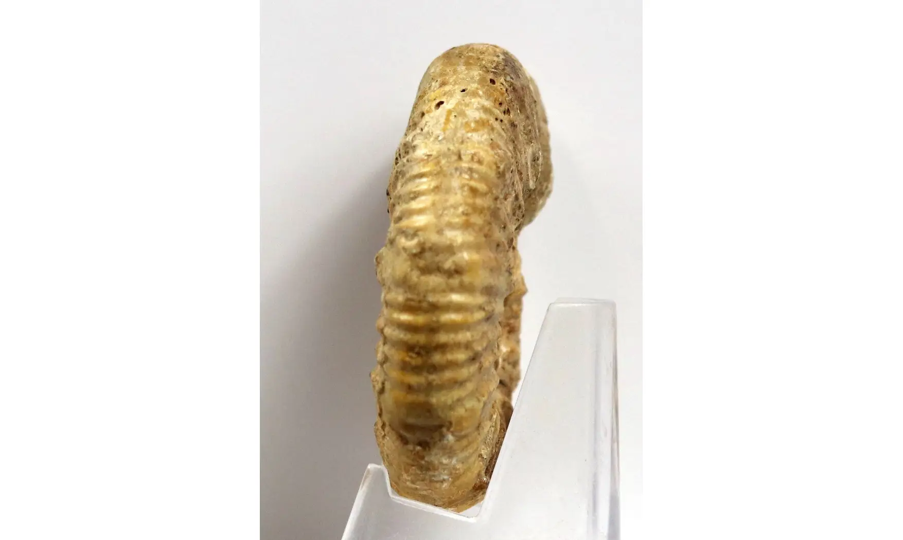 Flabellia villanyensis