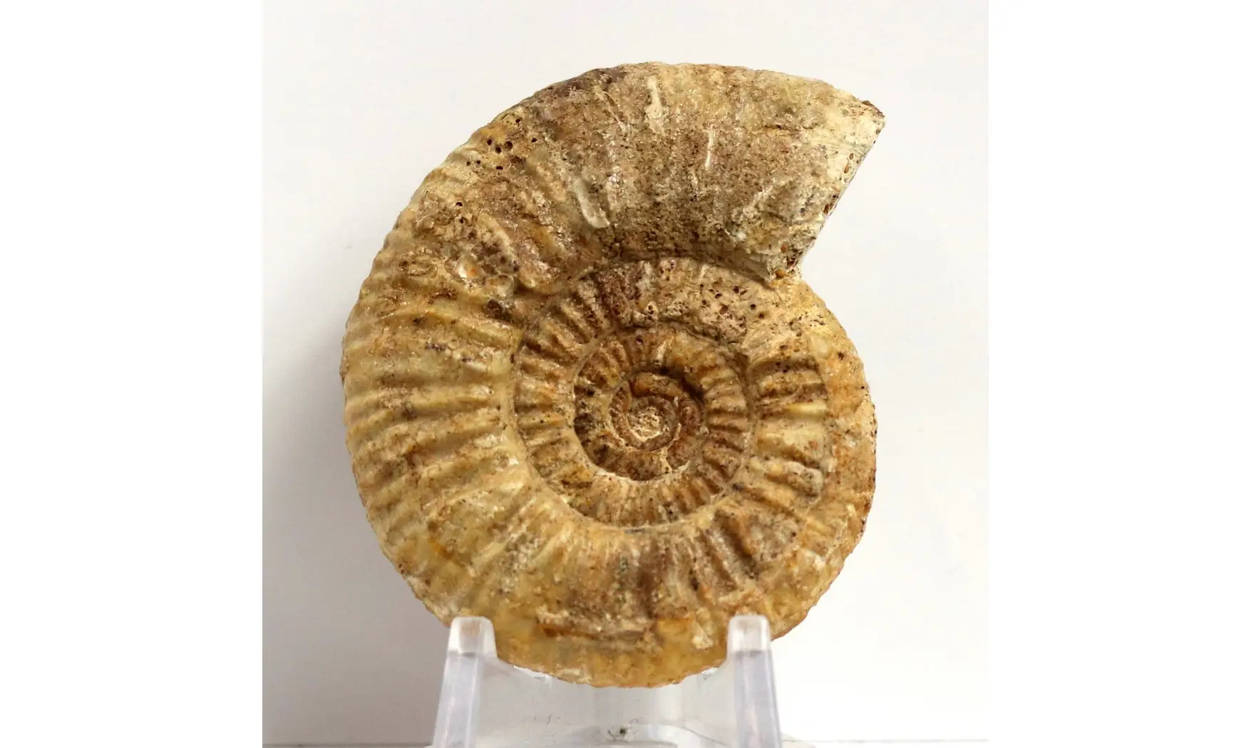 Flabellia villanyensis