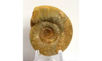 Choffatia waageni