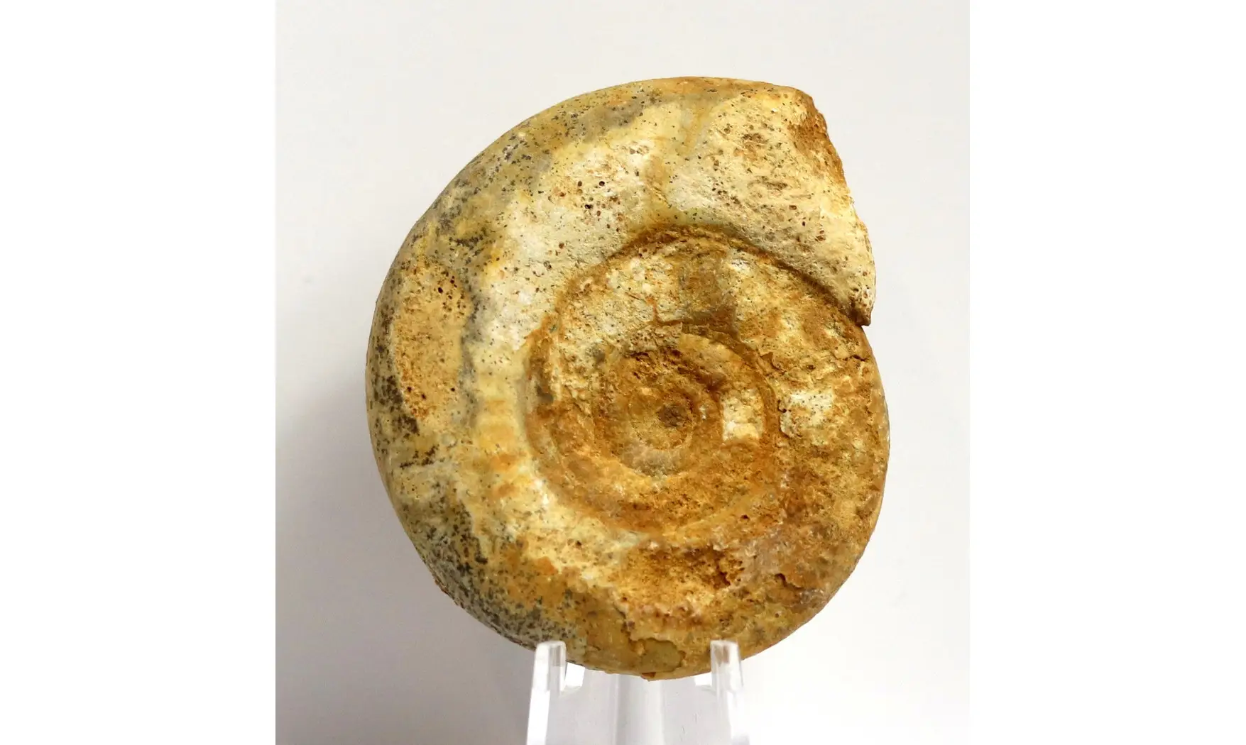 Choffatia waageni