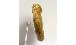 Grossouvria kontkiewiczi