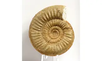 Choffatia sp.