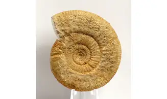 Choffatia sp.