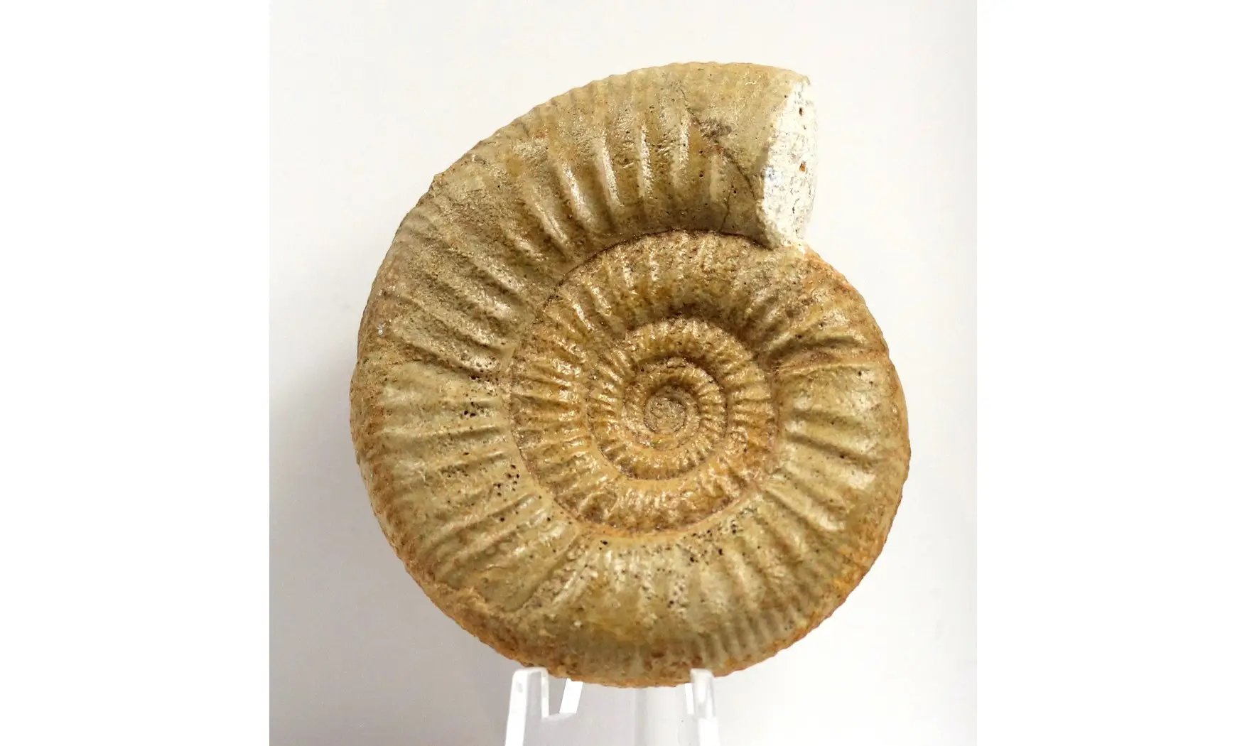Choffatia sp.