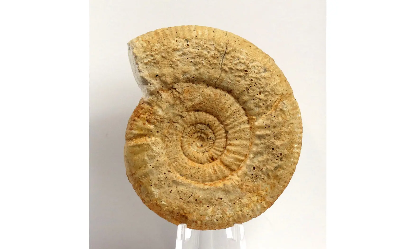 Choffatia sp.