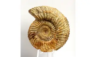 Parkinsonia aff. Acris