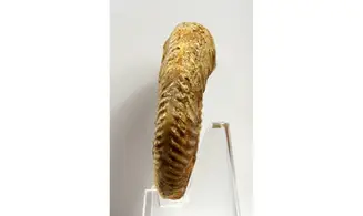Parkinsonia aff. Acris