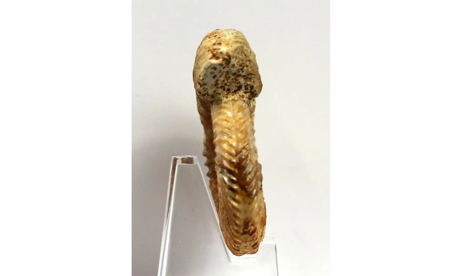 Parkinsonia aff. Acris