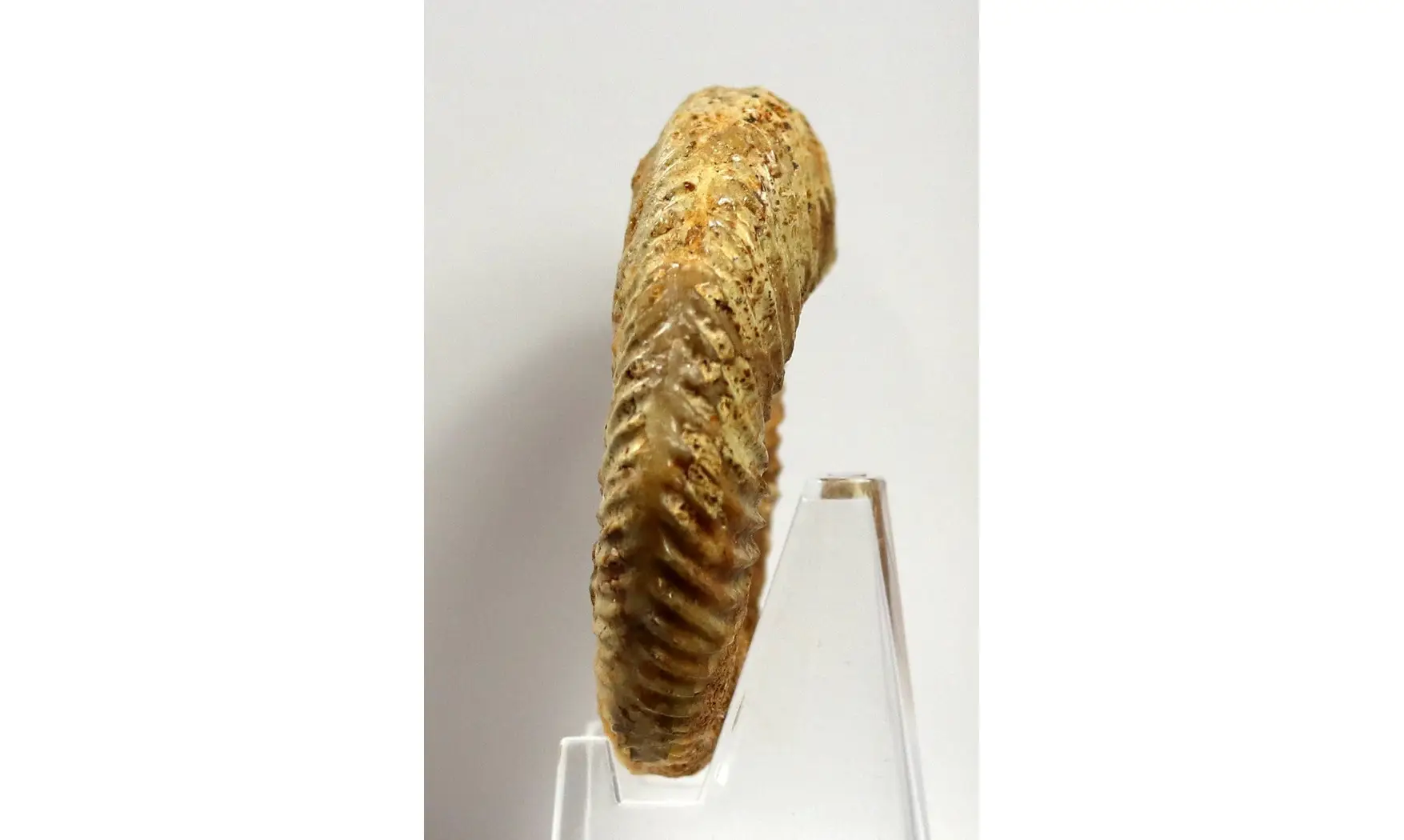 Parkinsonia aff. Acris