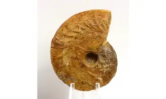 Oppelia flexa