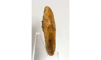 Oppelia flexa