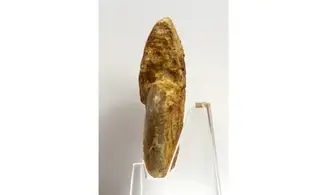 Oppelia flexa