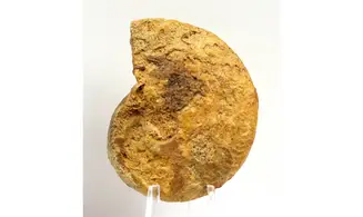Oppelia flexa