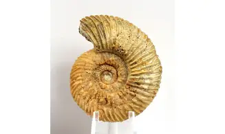 Parkinsonia parkinsoni